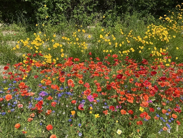 당현천 산책로에 만개한 금계국